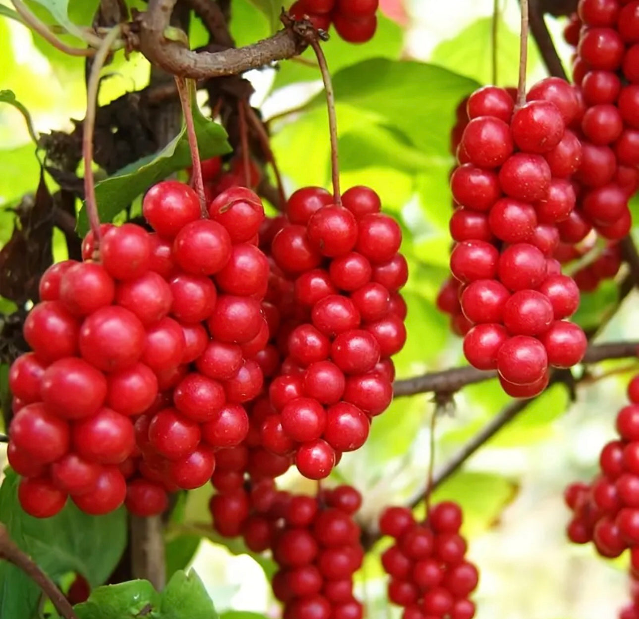 Schisandra Chinensis Loose Dried Fruit Tea