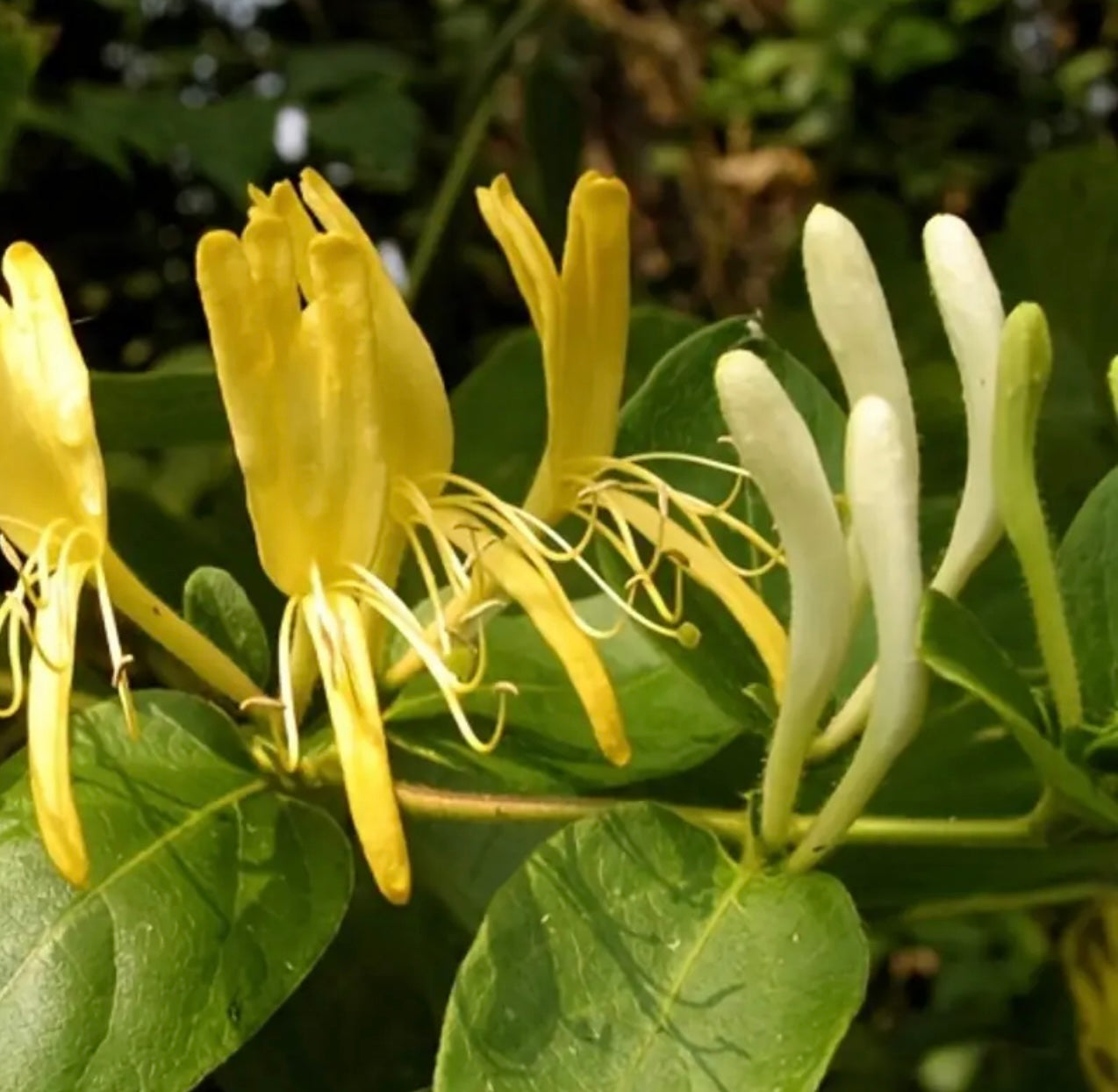 Honeysuckle Tea – Dried Lonicera Japonica Flower Tea - Naturally Caffeine-Free - Herbal
