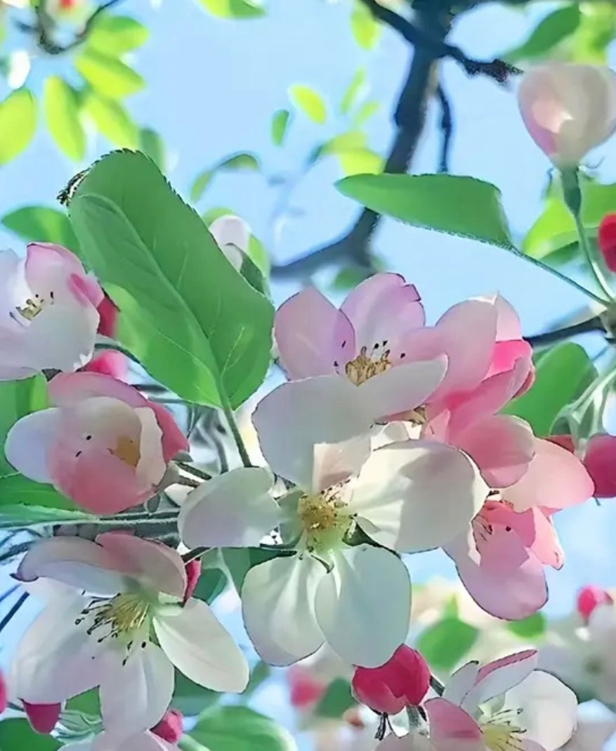 Apple Blossom Tea