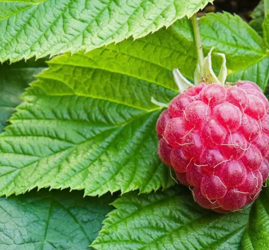 Raspberry Leaf Tea