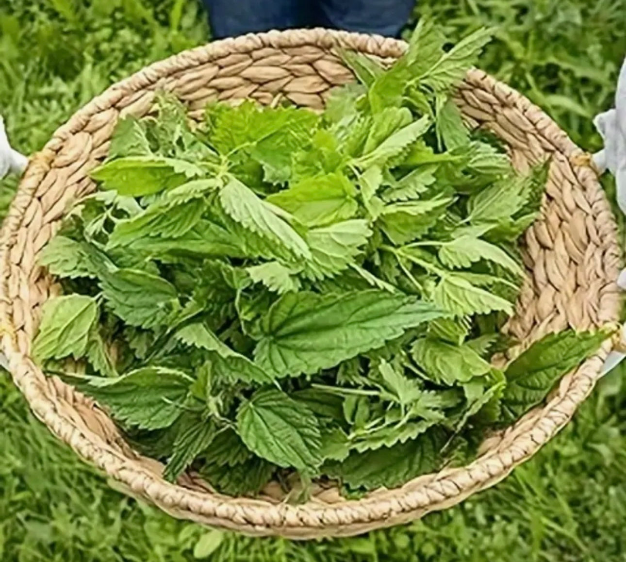 Nettle Leaf Tea