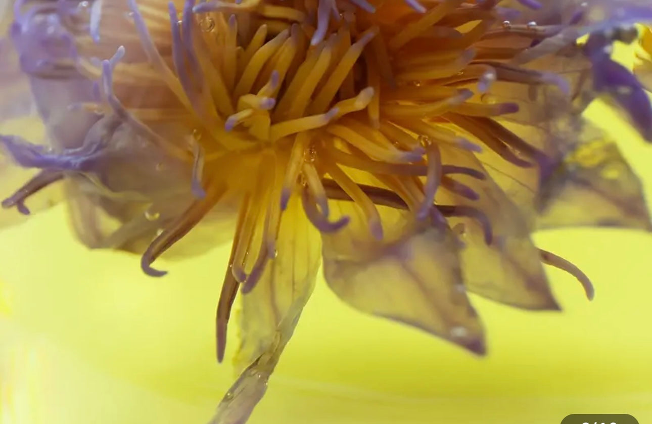 Egyptian Lotus Flower Tea