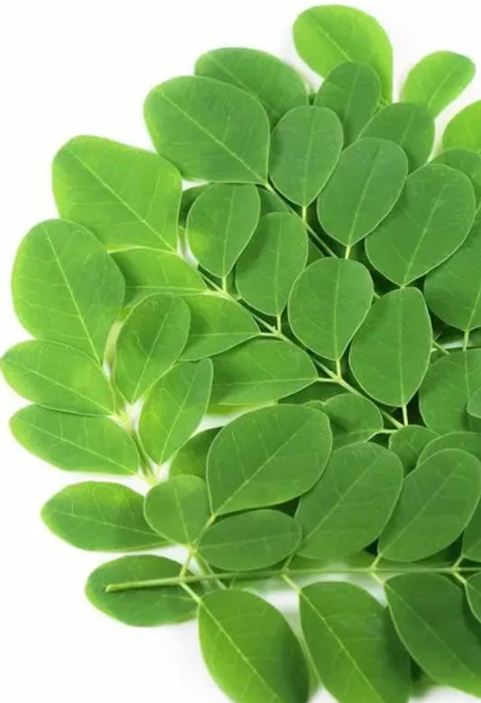 Moringa Leaf Tea