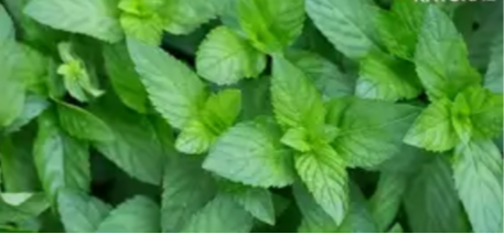 Peppermint Leaf Tea